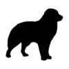 Australian Shepherd