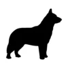Blue Heeler