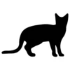 Cat 12
