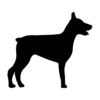 Doberman