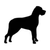 Great Dane