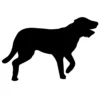 Irish Wolfhound