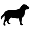 Labrador
