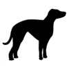 Whippet